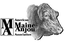 American Maine Anjou