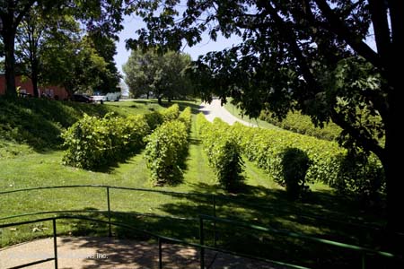 06vinery
