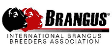 American Brangus Breeders Association