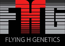 Flying H Genetics