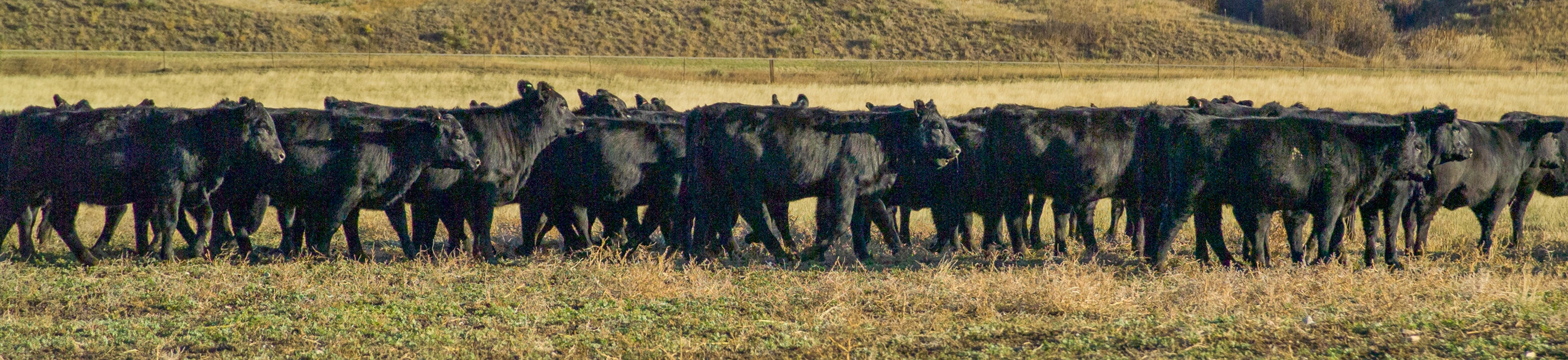 Beef Improvement Federation Research Symposium and Convention